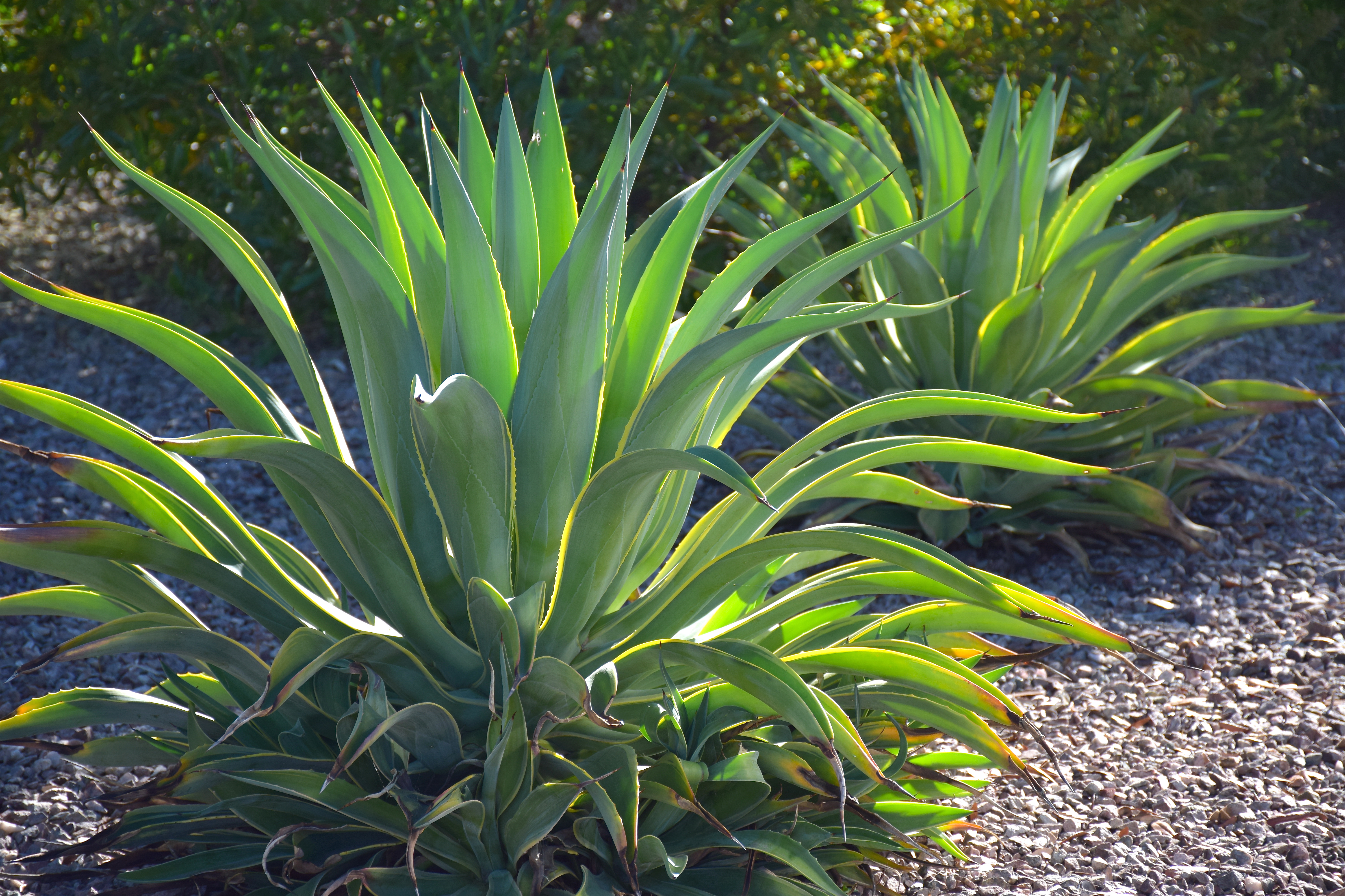 easy garden maintenance brisbane