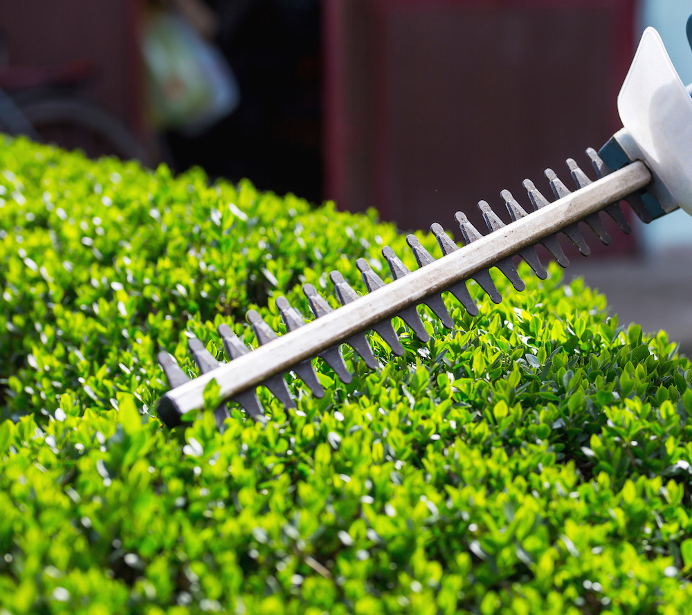 Hedging - Garden Maintenance - Circle M