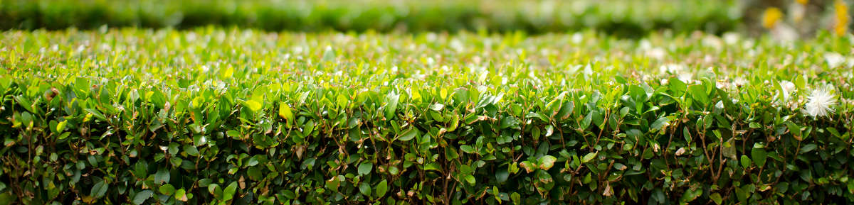 Hedge trimming Brisbane - Circle Maintenance