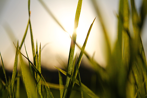 brisbane garden maintenance