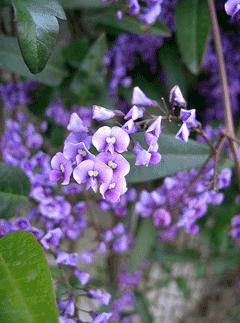 Sarsaparilla Vine - Garden clean up brisbane