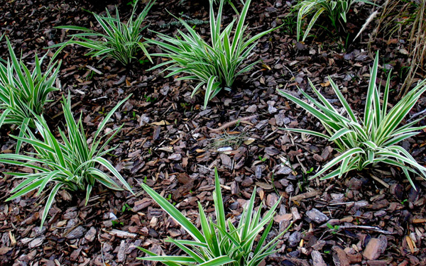 landscaping brisbane