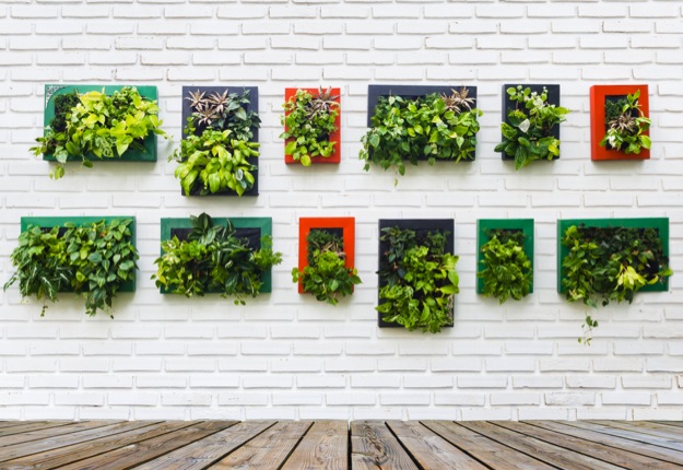 vertical garden - brisbane lawn mowing 