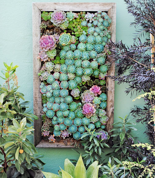 vertical garden succulents - garden clean up